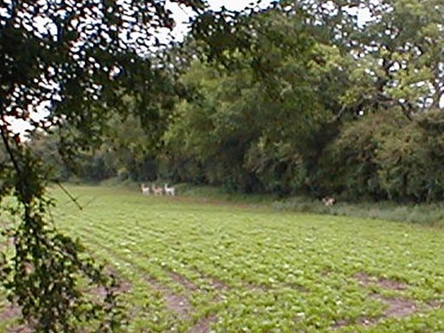 Click to see next picture